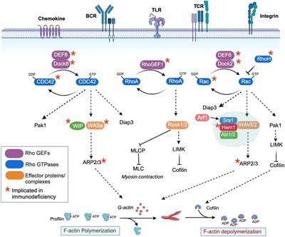 Hem1 inborn errors of immunity: waving goodbye to coordinated immunity in mice and humans